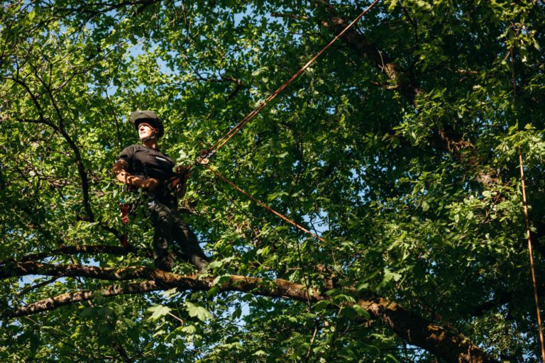Baumpfleger mit Seilklettertechnik im Baum